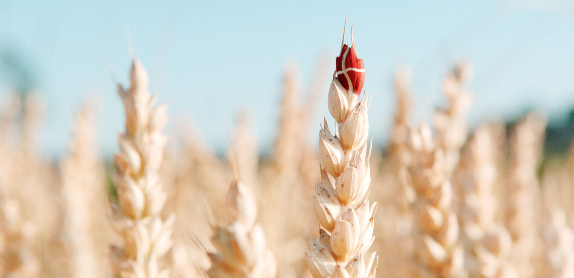 A golden wheat ear with a Danish flag pattern on its tip.