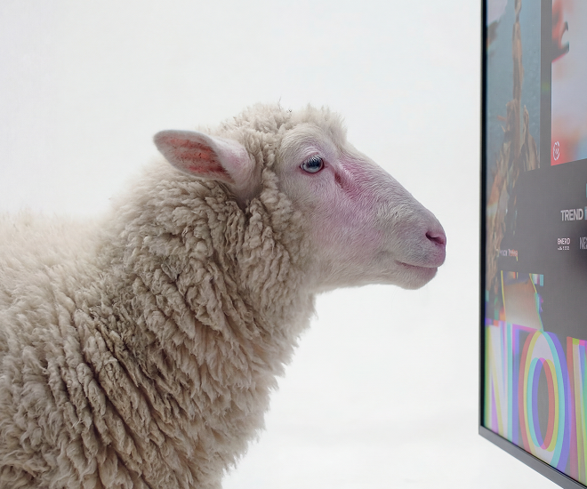 A sheep looking at a screen.