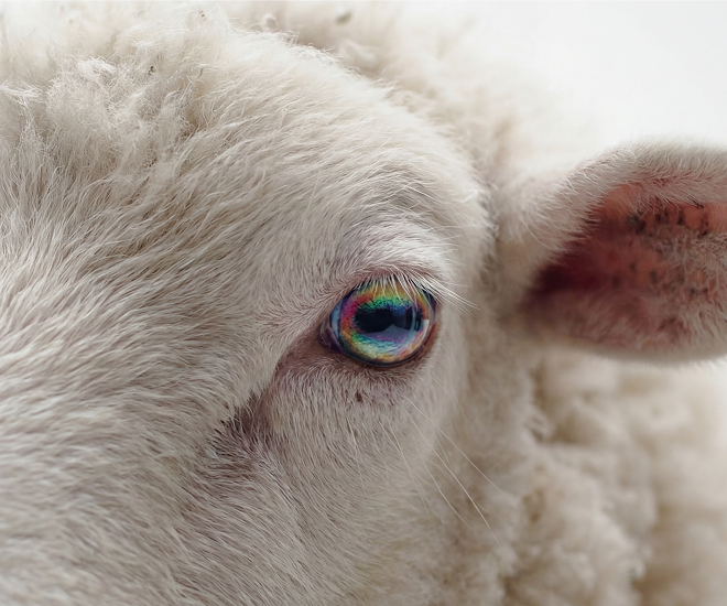 A close-up to a sheeps eye.