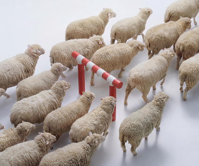 Sheep walking around a red-and-white barrier.
