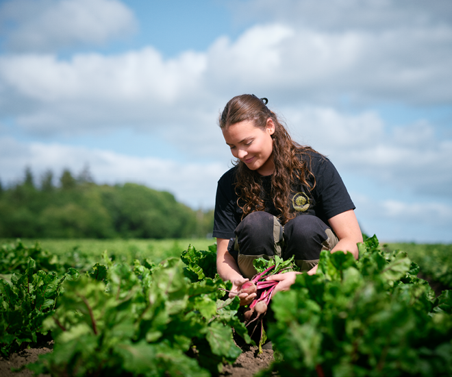 A woman in a field of beetroots.
